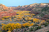 Fremont-Pappel (Populus fremontii) im Herbst, Grand Staircase-Escalante National Monument, Utah