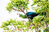 Knysna Turaco (Tauraco Corythaix), Nationalpark Garden Route, Südafrika