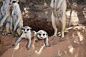 Erdmännchen (Suricata suricatta) Gruppe am Bau, Kgalagadi-Transfrontier-Nationalpark