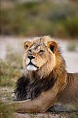 Mann des afrikanischen Löwes (Panthera Löwe), Kgalagadi-Transfrontier-Nationalpark