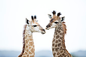 Nordgiraffe (Giraffa camelopardalis), Jungtier, iSimangaliso-Sumpfgebiet-Park, KwaZulu-Natal, Südafrika