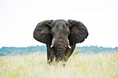 Afrikanischer Elefant (Loxodonta africana), iSimangaliso Wetland Park, Nationalpar, KwaZulu-Natal, Südafrika