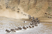 Streifengnus (Connochaetes taurinus), Herde überqueren den Fluss, Mara River, Masai Mara, Kenia