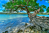 Alexandrischer Lorbeer (Calophyllum Inophyllum) Baum an der Küste, Aimbuei Bay, Aore Island, Vanuatu