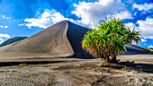 Hala-Baum (Pandanus tectorius) auf Vulkanfeld, Berg Yasur, Tanna Island, Vanuatu