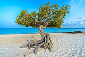 Divi-Divi-Baum (Caesalpinia coriaria), am Strand, Aruba, Karibik