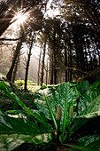 Westlicher Stinktierkohl (Lysichiton americanus) im gemäßigten Regenwald, Oregon