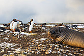 Brutkolonie der Eselspinguinen (Pygoscelis papua) und junge südliche Elefantenrobbe (Mirounga leonina), Falklandinseln