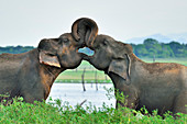 Asiatischer Elefant (Elephas maximus) kämpfendes Paar, Kaudulla Nationalpark, Sri Lanka