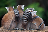 Kattas (Lemur Catta) Gruppe, Anja Park, Madagaskar