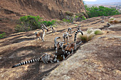 Kattas (Lemur catta), Gruppe die von der Pfütze, Anja Park, Madagaskar
