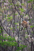 Katta (Lemur catta) am Baum, Anja Park, Madagaskar