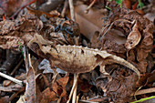 Chamäleon (Brookesia decaryi) getarnt in der Blattwurf, Madagaskar