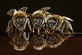 Honigbienen (Apis mellifera) beim Trinken, Deutschland