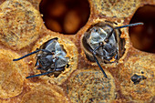 Honigbienen (Apis mellifera), Paar schlüpft aus der Brutzelle, Deutschland