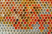 Honigbiene (Apis mellifera) Wabenzellen gefüllt mit Pollen, Deutschland