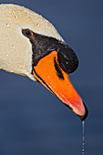 Höckerschwan (Cygnus olor), Baden-Württemberg, Deutschland