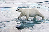 Eisbär (Ursus maritimus) auf Eis, Svalbard, Norwegen