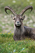 Alpensteinbock (Capra ibex) Männchen, Nationalpark Hohe Tauern, Österreich