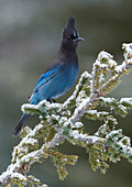 Diademhäher (Cyanocitta stelleri) im Winter, Alaska