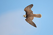 Lanner-Falken (Falco-biarmicus), Männchen, fliegend, Veluwe, Gelderland, Niederlande