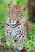 Leopard (Panthera Pardus), Masai Mara, Kenia