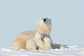 Eisbären (Ursus maritimus) Mutter und spielendes Jungtier, Wapusk Nationalpark, Manitoba, Kanada