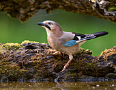 Eurasischer Jay (Garrulus glandarius), Nationalpark Koros-Maros, Ungarn