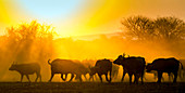 Kaffernbüffel (Syncerus caffer) bei Sonnenuntergang, Mkuze, KwaZulu-Natal, Südafrika