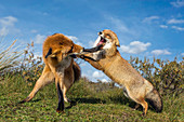Rotfuchs (Vulpes Vulpes) Paar beim Kämpfen, Noordwijk, Zuid-Holland, Niederlande