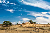 Spießbock (Oryx Gazella) in der Wüste, Nordkap, Südafrika