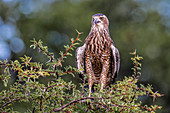 Großer Singhabicht (Melierax canorus) Jungtier, Kgalagadi Transfrontier Park, Südafrika