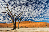Tote Kameldornakazie (Akazie erioloba) in der Wüste, Dead Vlei, Nationalpark Namib-Naukluft, Namibia