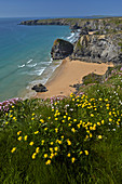 Echter Wundklee wächst auf den Klippen über Bedruthan Steps, Cornwall, England, Vereinigtes Königreich, Europa