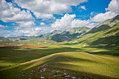 Horses on plateau Piano Grande di Castelluccio di Norcia, Sibillini National Park, Umbria, Italy, Europe