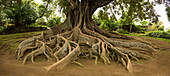Elevated tree roots in park, Porta Delgada - Antoinio Borges Park, Sao Miguel, Portugal