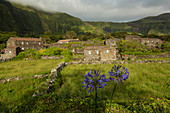 Field of flowers outside rural village, Cuada Village, Flores, Portugal