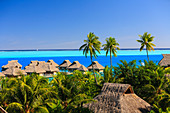 Palmen mit Blick auf den tropischen Ferienort, Bora Bora, Französisch-Polynesien