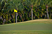 Palmen auf dem Golfplatz