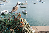Eine Möwe auf einem Fangkorb und Seilen im Fischerhafen von Cascais, Portugal