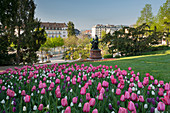 Tulpen im Kurpark, Baden bei Wien, Niederösterreich, Österreich