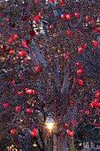 Herzerlbaum, Rathausplatz, Christkindlmarkt, 1. Bezirk Innere Stadt, Wien, Österreich