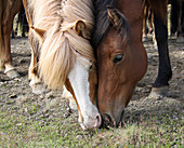 Icelandic horses, South Iceland, Iceland, Europe