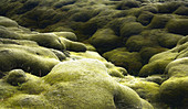 Moss-covered lava field Eldhraun, South Iceland, Iceland, Europe