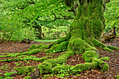 Buchenwald, Kellerwald-Edersee National Park, UNESCO World Heritage old beech forests, Hesse, Germany