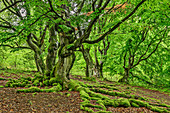 Buchenwald, Kellerwald-Edersee National Park, UNESCO World Heritage old beech forests, Hesse, Germany