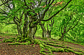 Buchenwald, Nationalpark Kellerwald-Edersee, UNESCO Welterbe Alte Buchenwälder, Hessen, Deutschland