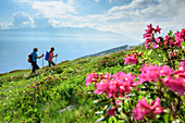 Mann und Frau wandern durch Wiesen mit Alpenrosen und Wollgras, Zillertaler Höhenstraße, Zillertal, Tuxer Alpen, Tirol, Österreich