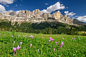 Meadow with blooming autumn timeless flowers in front of rose garden group, rose garden, Dolomites, UNESCO World Heritage Dolomites, South Tyrol, Italy