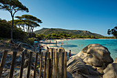 Strand und Pinien, Palombaggia, Porto Vecchio, Département Corse-du-Sud, Korsika, Frankreich